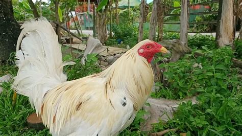 sinibalang na manok